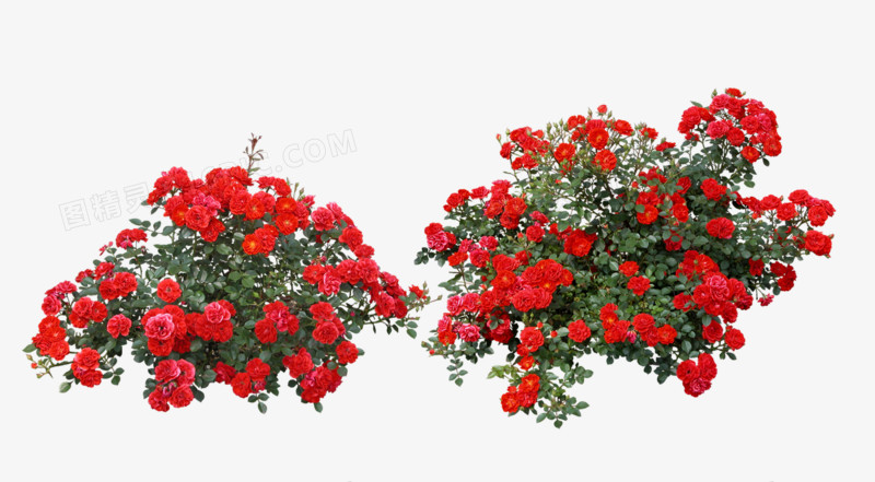室外红色花卉素材