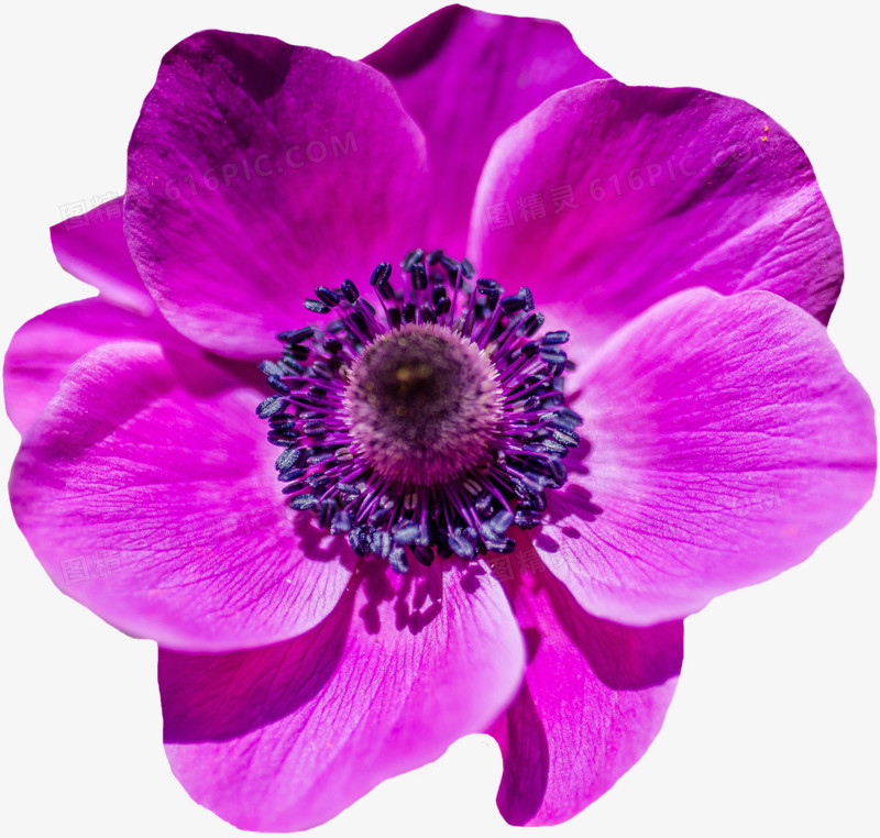 一朵紫色罂粟花