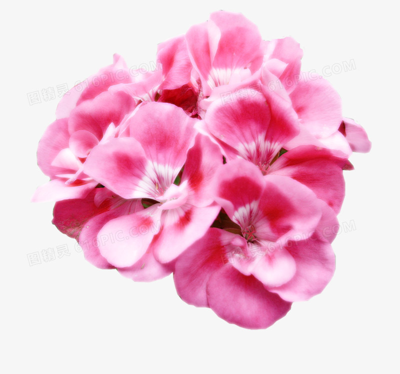 抽象花朵素材花束图片  粉色唯美花