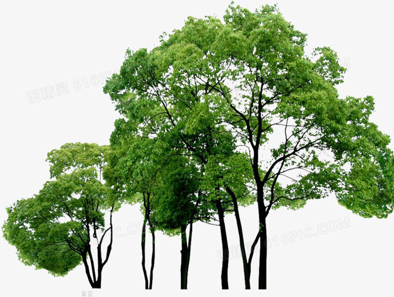 关键词:              茂密大树树林