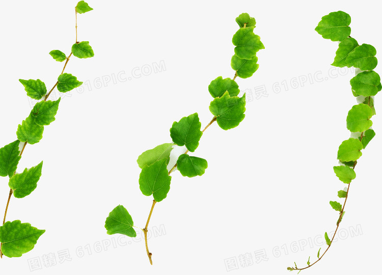 绿色叶子装饰
