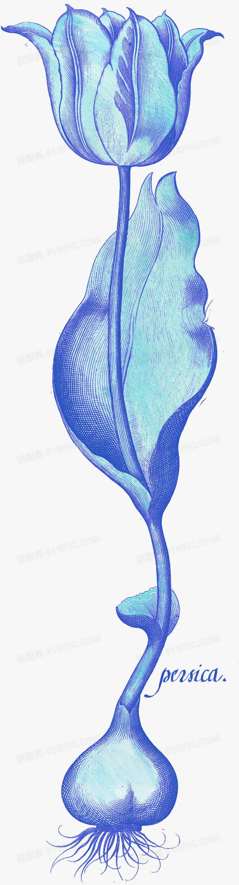 手绘花卉素材国画花卉素材 卡通手绘蓝色玫瑰花