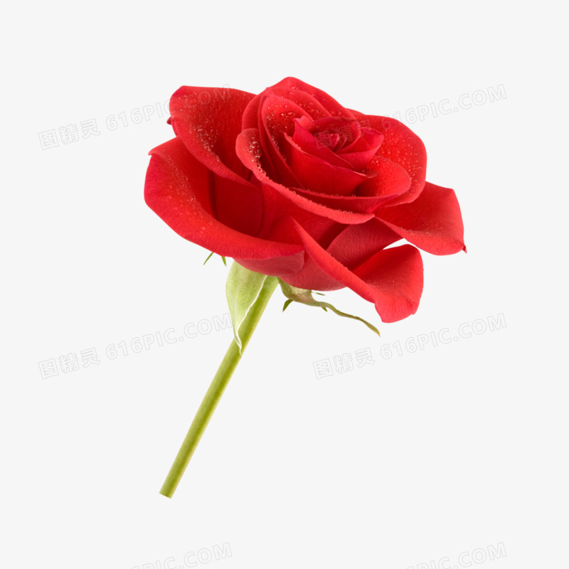 鲜花