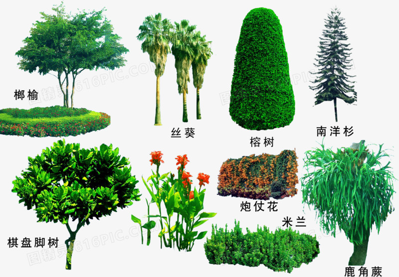 绿色植物