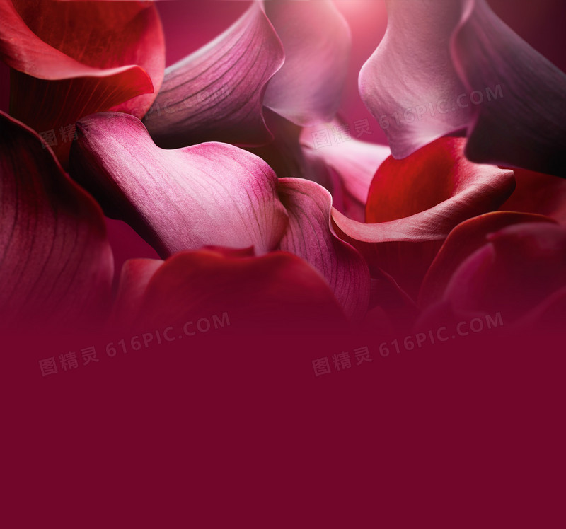玫瑰花瓣全屏海报背景