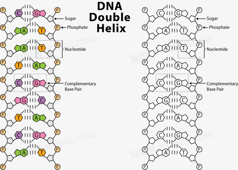 矢量图DNA