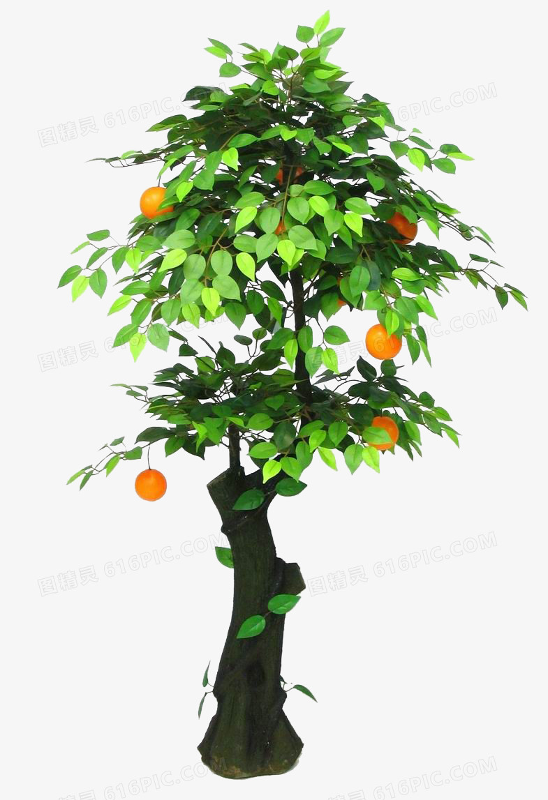 一颗橘子树