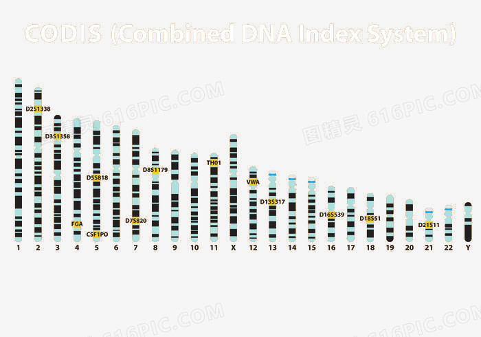 DNA CODIS矢量图