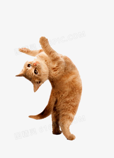 跳舞猫咪