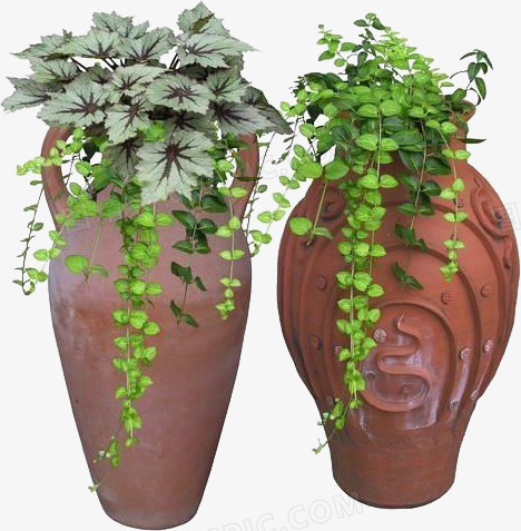 花瓶创意灌木植物