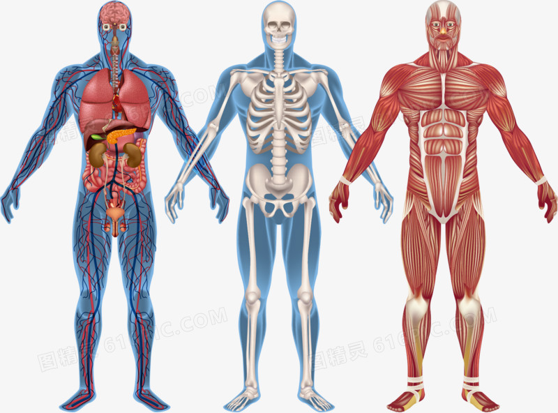矢量人体解剖图