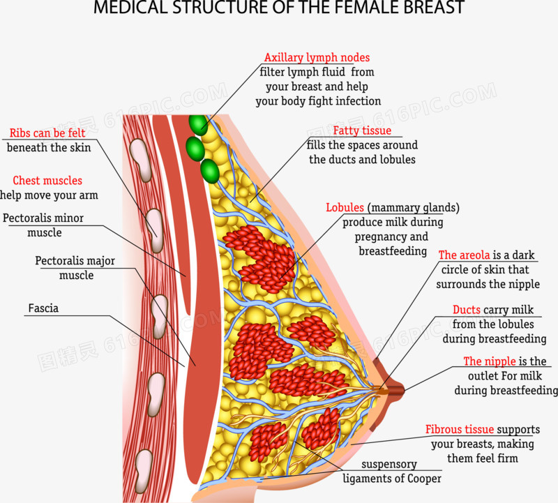 关键词:装饰矢量医学研究人体器官女性乳房图精灵为您提供女性乳房