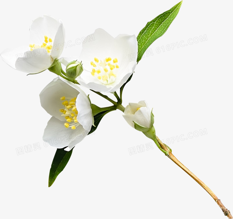 清新的白色花朵