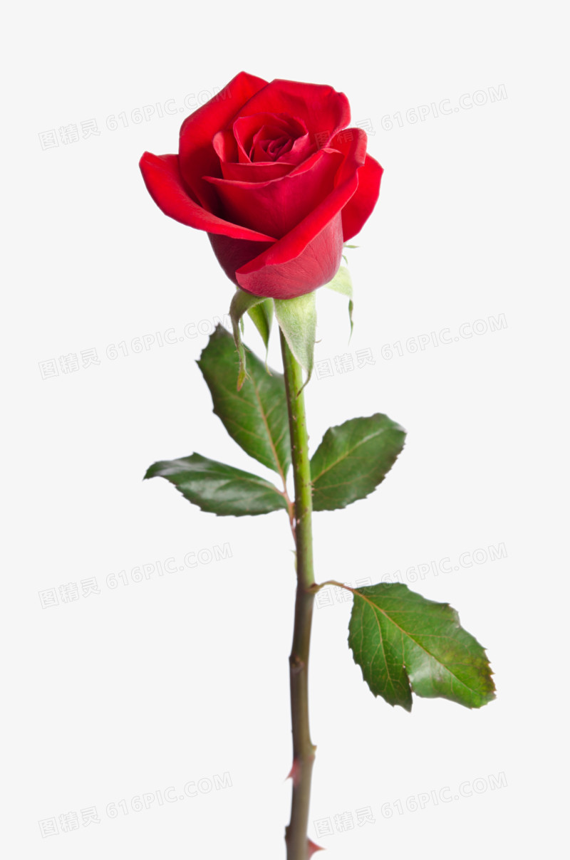 关键词:              高清大主题浪漫红色玫瑰绿叶美丽摄影玫瑰花