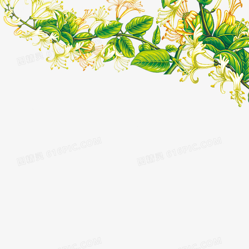 金银花素材