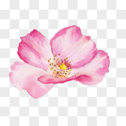 一朵手绘桃花