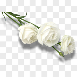 白玫瑰图片素材 免费白玫瑰png设计图片大全 图精灵
