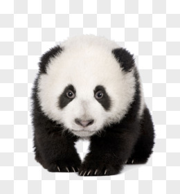 一只熊猫的头像