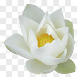 白色的莲花