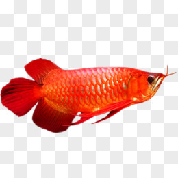 马来红龙金龙鱼