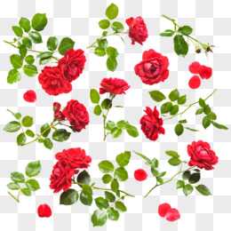 红色玫瑰花鲜花特写