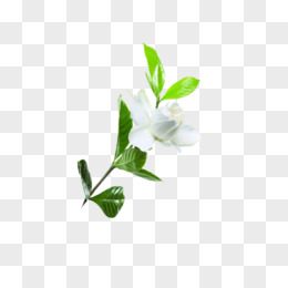 白色花卉图片素材_免费白色花卉PNG设计图片大全_第7页_图精灵