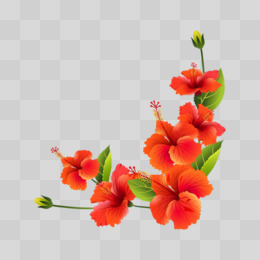 扶桑花