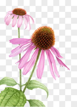 手绘松果菊