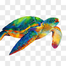 手绘插画卡通动物海龟