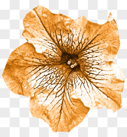 枯花