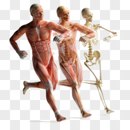 人体模型图片素材 免费人体模型png设计图片大全 图精灵