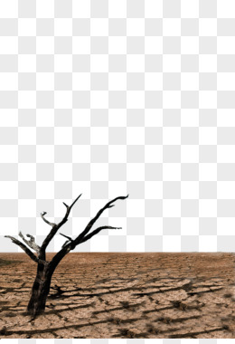 枯萎的树干与干涸的土地