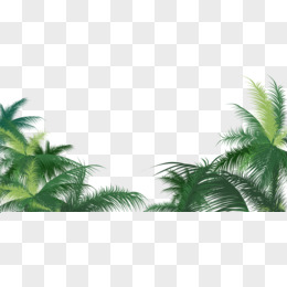 绿色椰子树叶