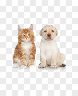 可爱猫咪狗狗动物