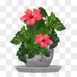 美丽的水彩扶桑花