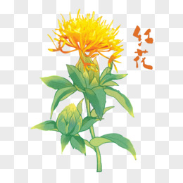 中草药植物药材红花元素