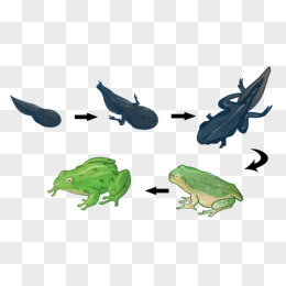 一组卡通手绘蝌蚪到成年青蛙进化过程免抠素材