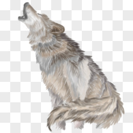 野狼雪狼孤狼动物手绘