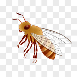手绘昆虫蜜蜂免抠元素
