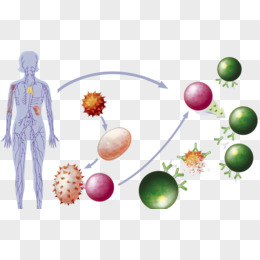 人体免疫系统