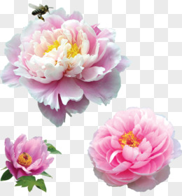 粉红色牡丹花