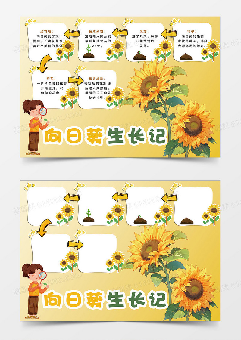 黄色向日葵生长记小报手抄报