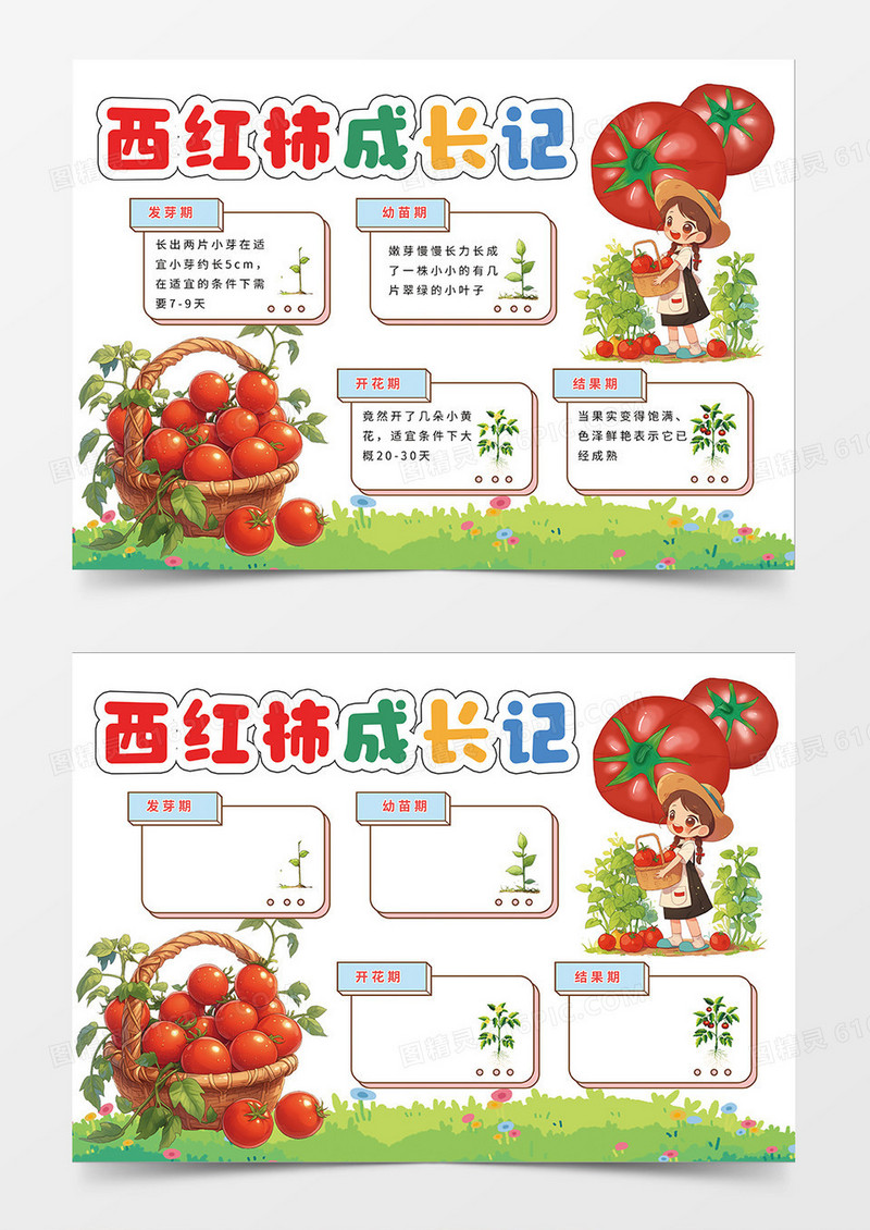 红色简约西红柿成长记记录卡小报手抄报