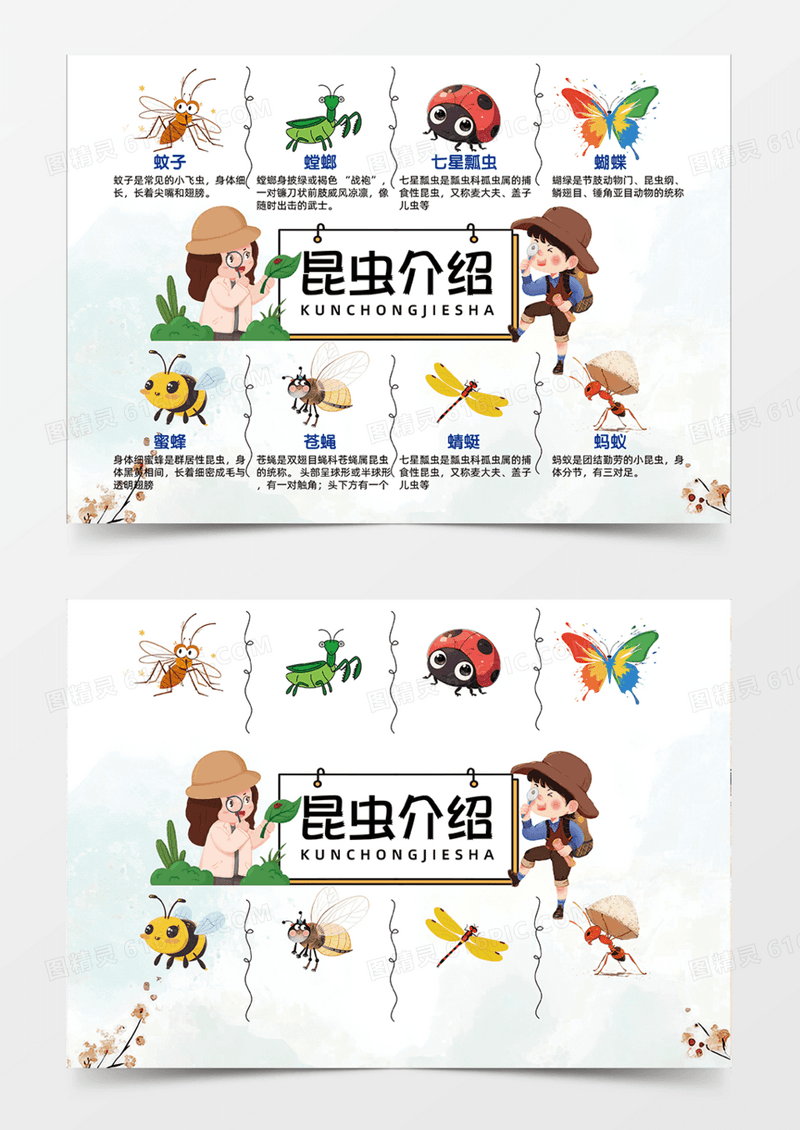 昆虫介绍简约创意卡通插画手抄报