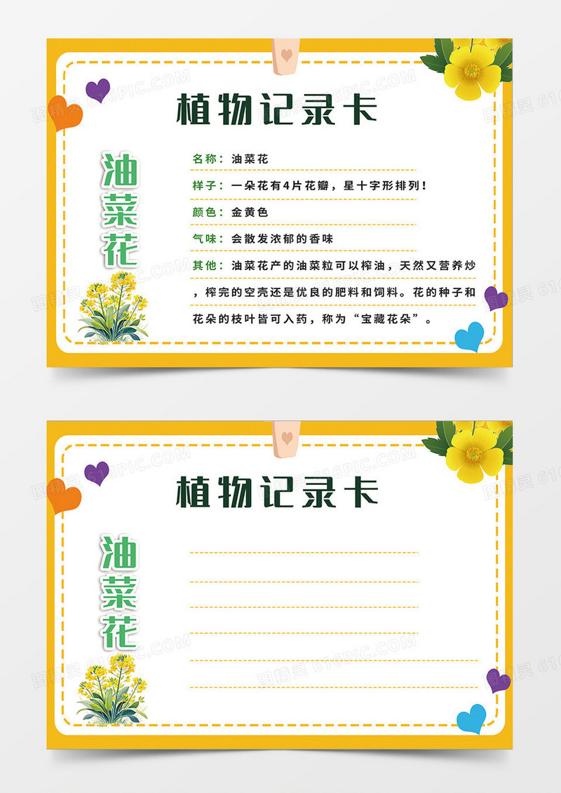 橙色简约油菜花植物记录卡小报手抄报
