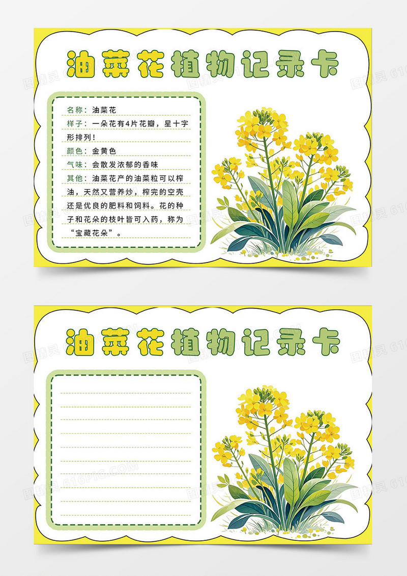 黄色油菜花植物记录卡小报手抄报