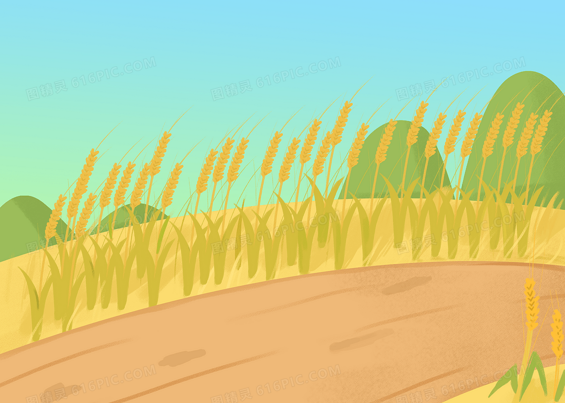 芒种节气麦子穗子金黄色麦田背景