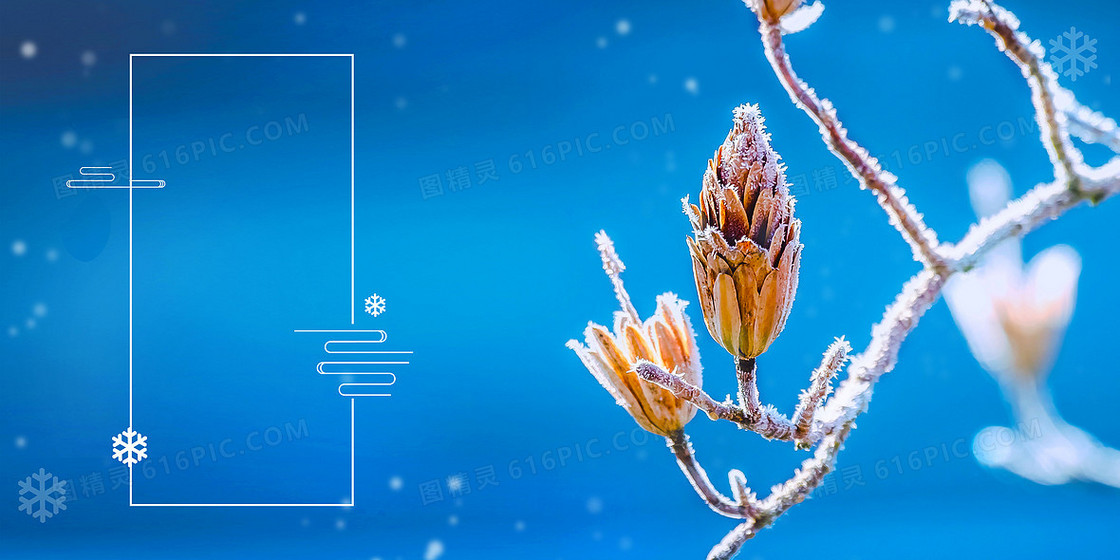 二十四节气霜降植物雪景背景
