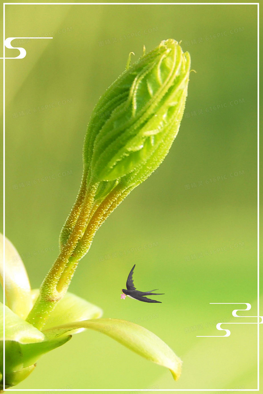 春天树枝发芽燕子摄影图合成背景