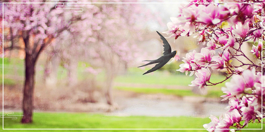 春天燕子花朵摄影图合成背景